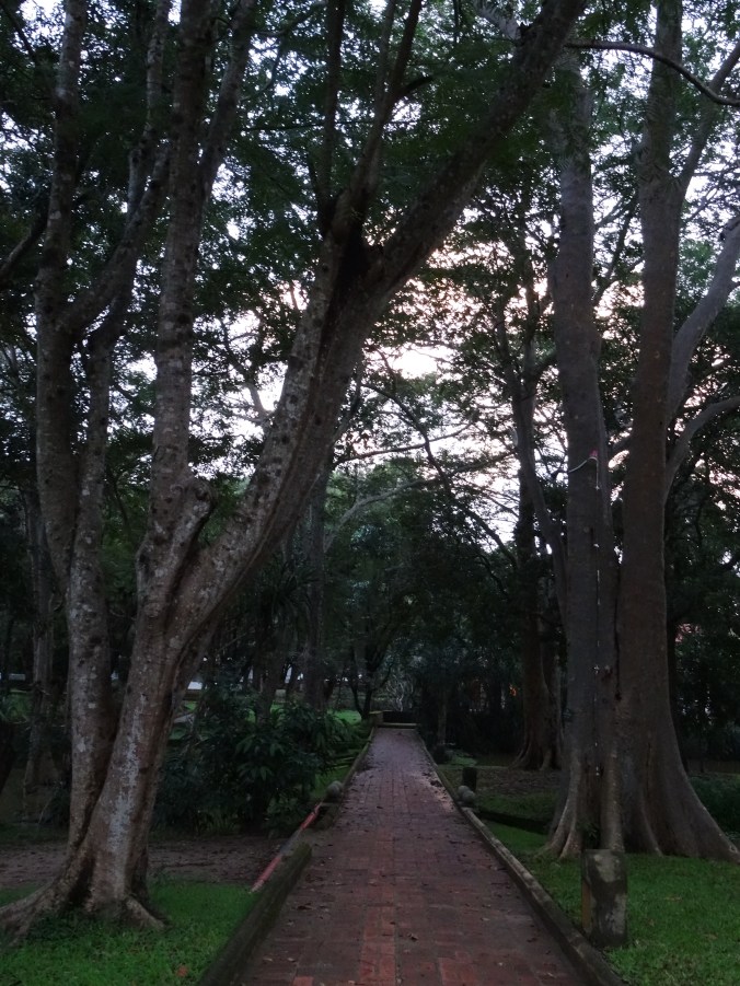 Huge trees in the grounds of Cinnamon Lodge Habarana