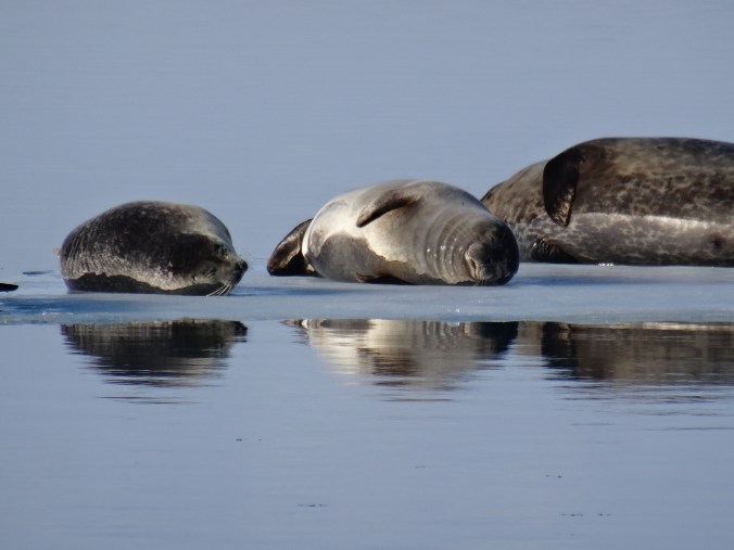 Seals basking in Jökulsárlón glacial lagoon, Vatnajökull National Park, Iceland