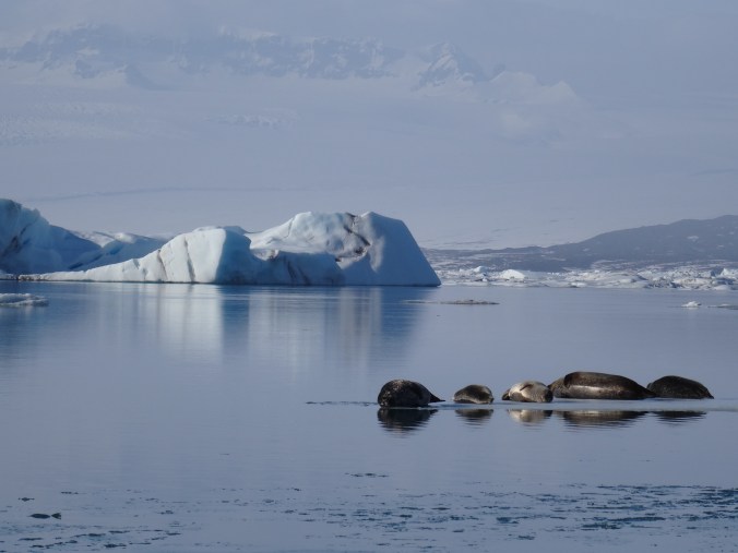 Seals and icebergs in Jökulsárlón glacial lagoon, Vatnajökull National Park, Iceland