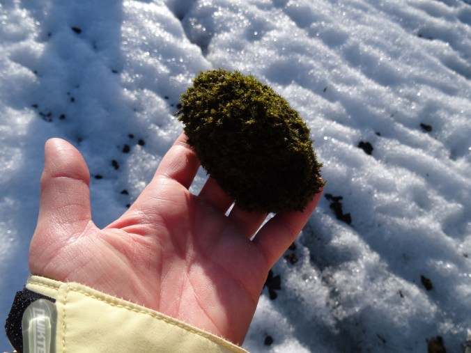 Glacier mouse on Falljökull glacier tongue, Vatnajökull National Park, Iceland