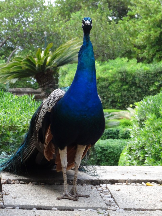 Peacock on Lokrum Island, Dubrovnik