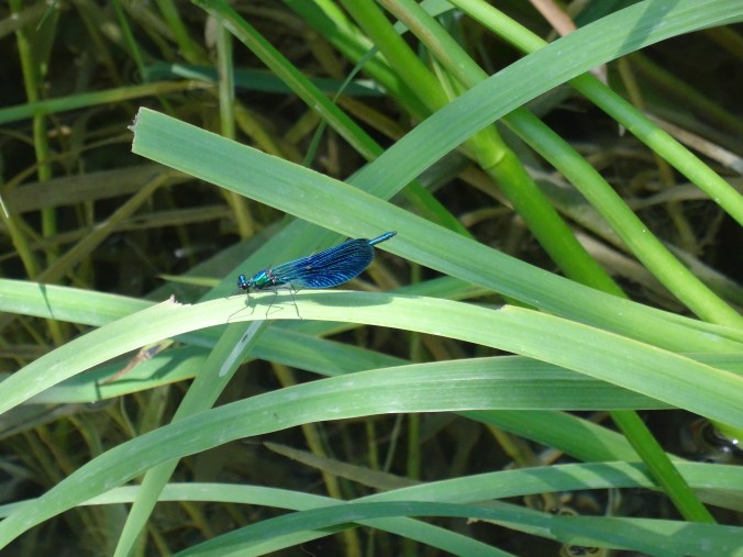 Dragonfly in Krka National Park