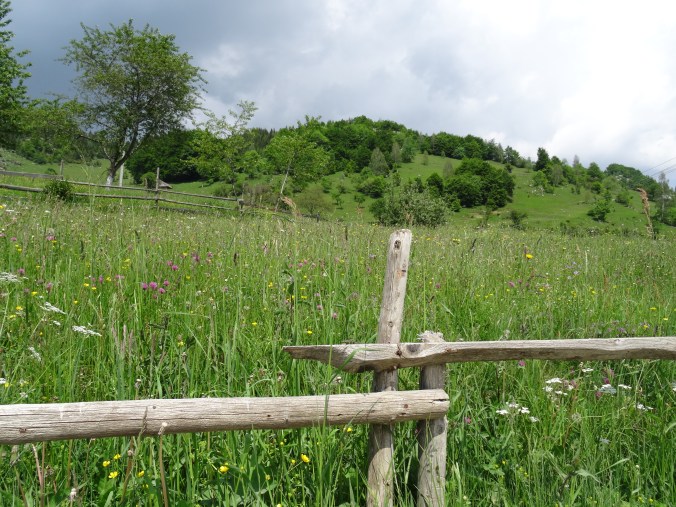 Meadow and wooden fence posts in Măgura