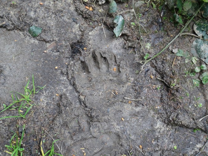 Bear paw print, Romania