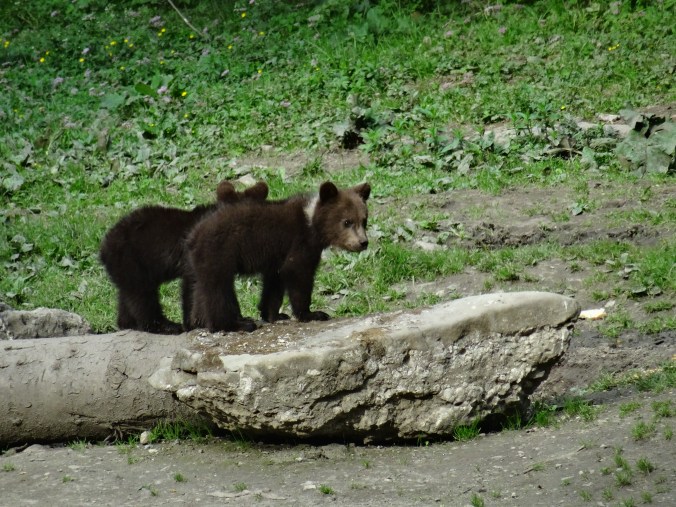 Brown bear cubs, Brasov, Romania