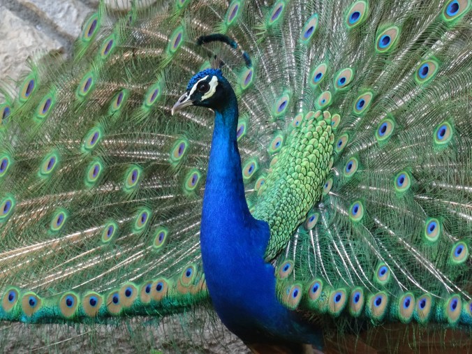 A peacock at St Naum Monastery