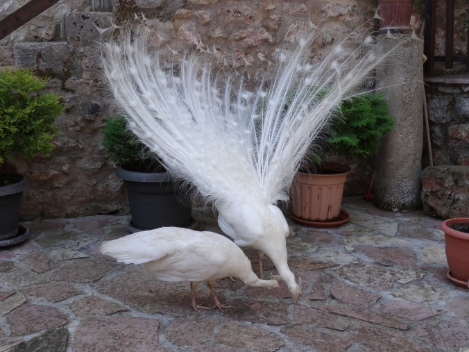 White peacocks at St Naum Monastery