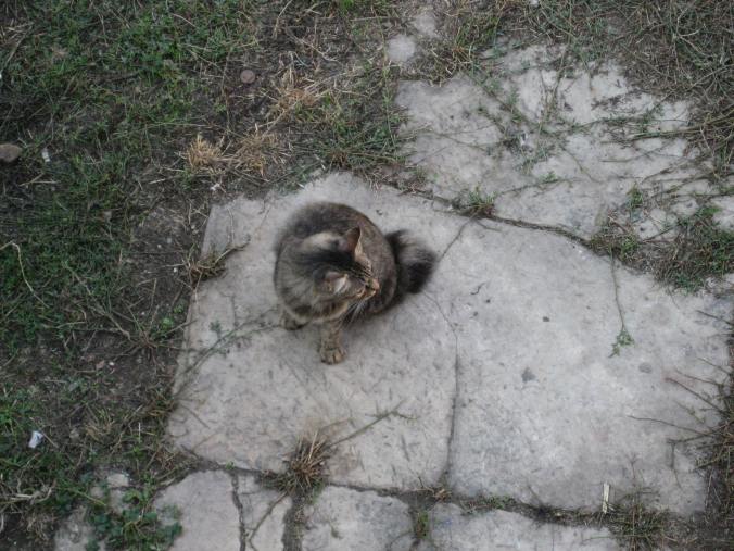 Cats and ruins at Torre Argentina Cat Sanctuary, Rome