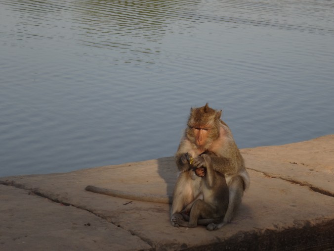 A monkey at Angkor Wat tucking into a sweet treat