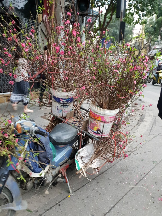 Lunar New Year preparations in full swing in Hanoi - blossom and orange trees being taken home to decorate