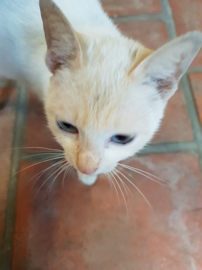 Bach Ma Temple, Hanoi