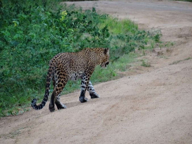 A leopard in Yala National Park