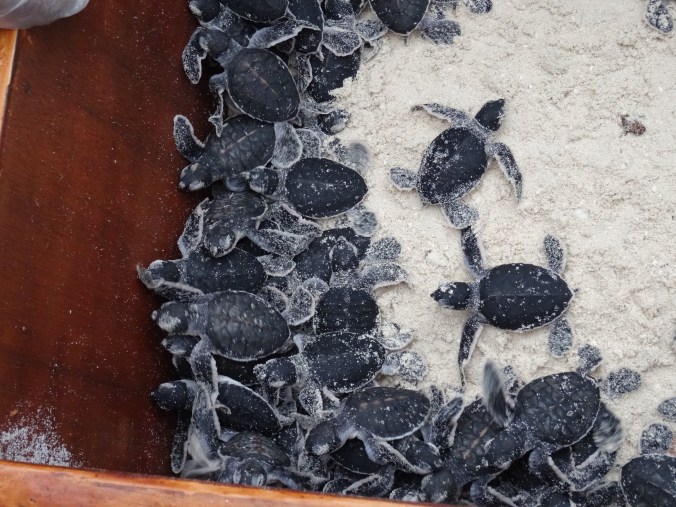 Baby turtles ready for the ocean