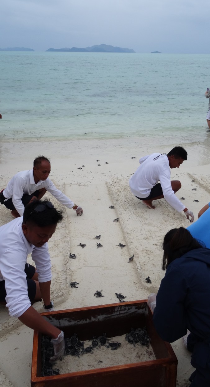 Turtle release on the Amanpulo beach