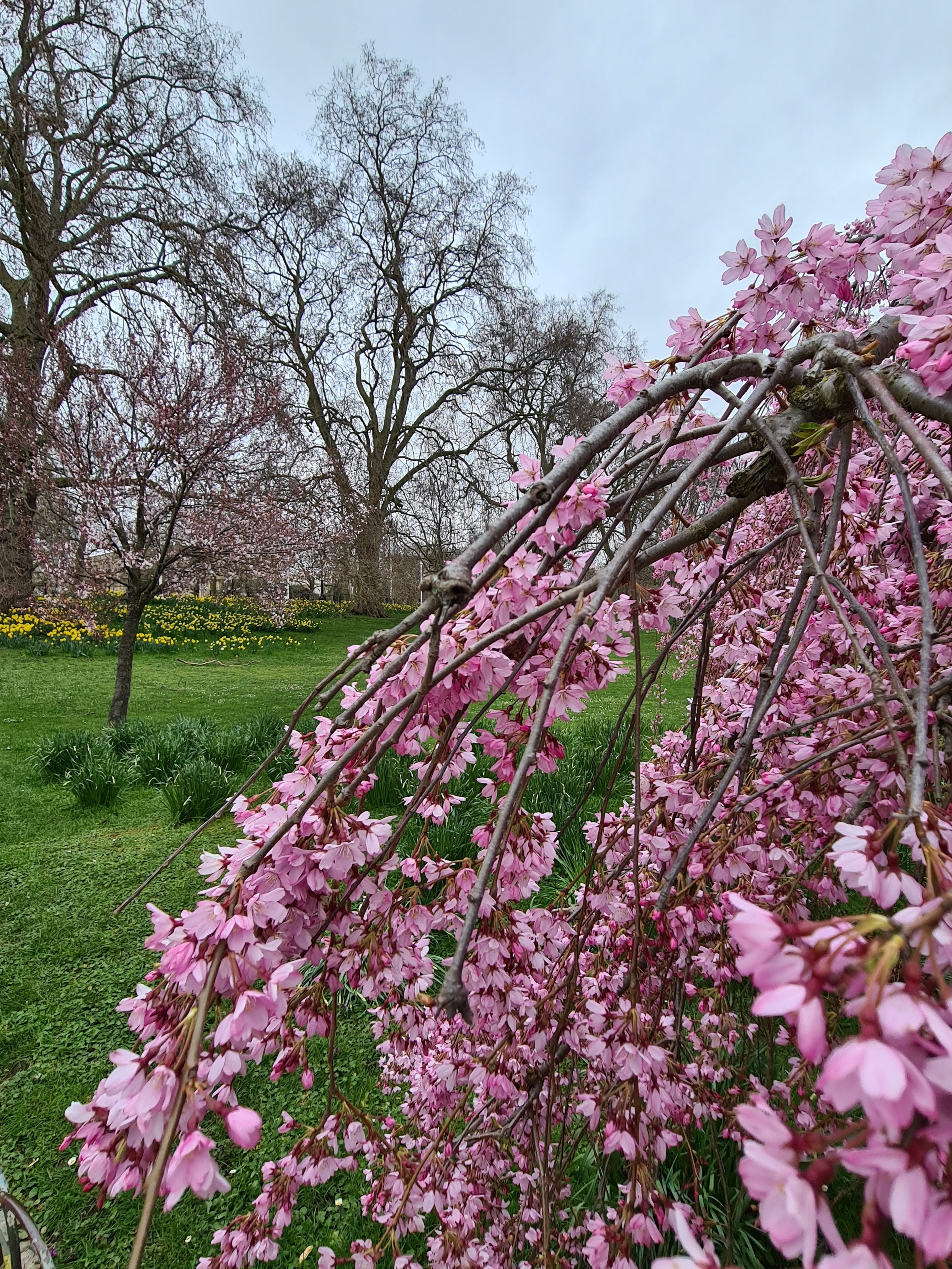 Instagrammable blossom London