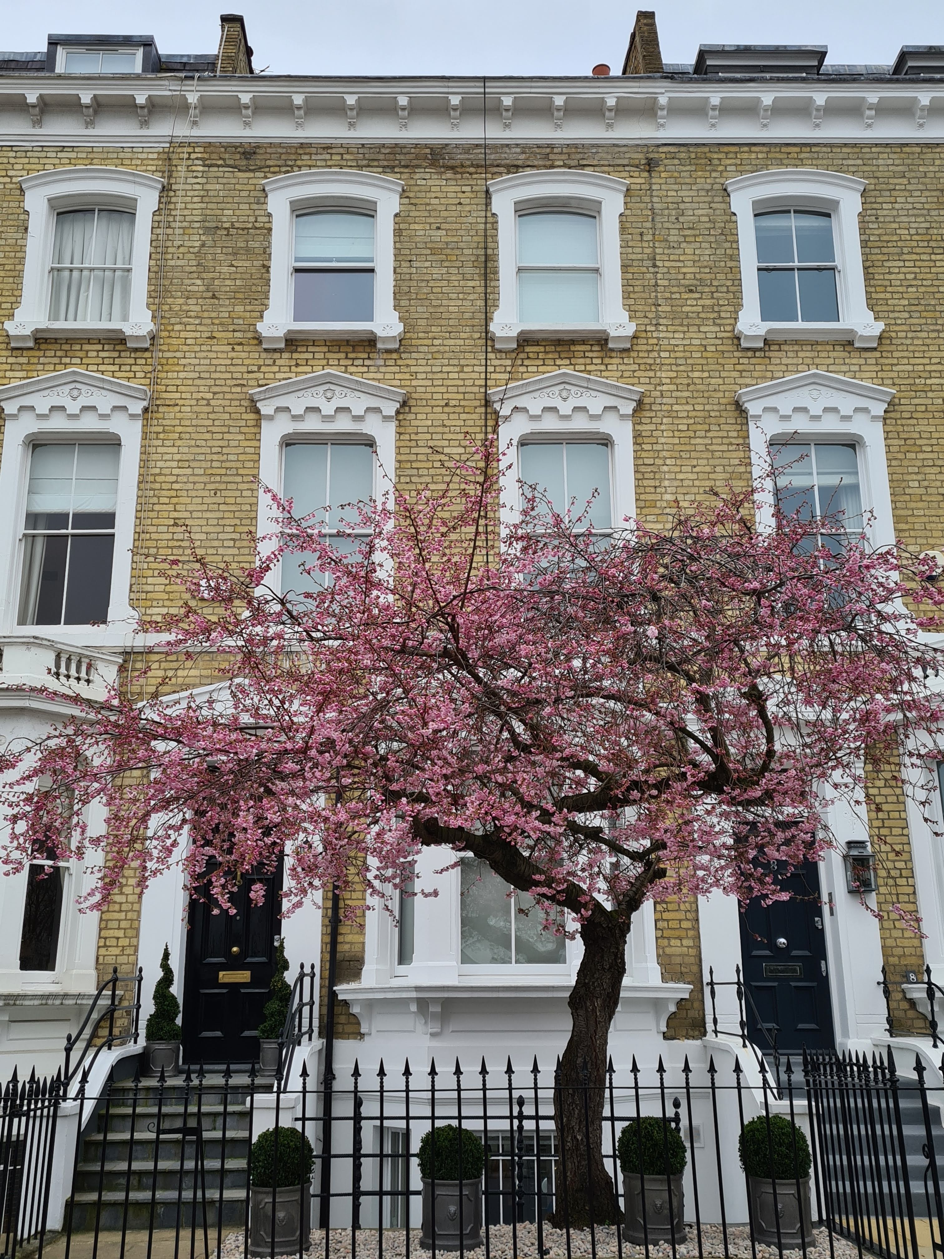 Instagrammable blossom London
