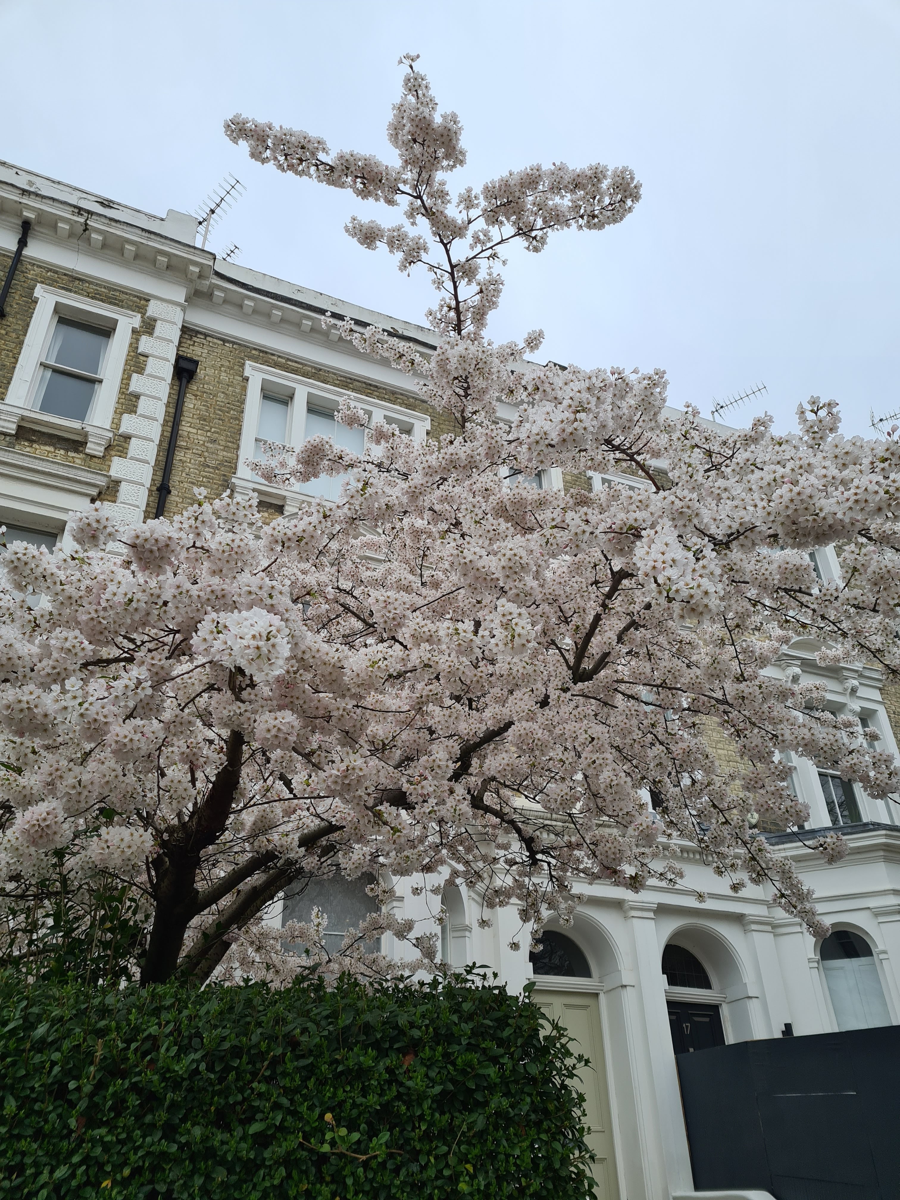 Instagrammable blossom London