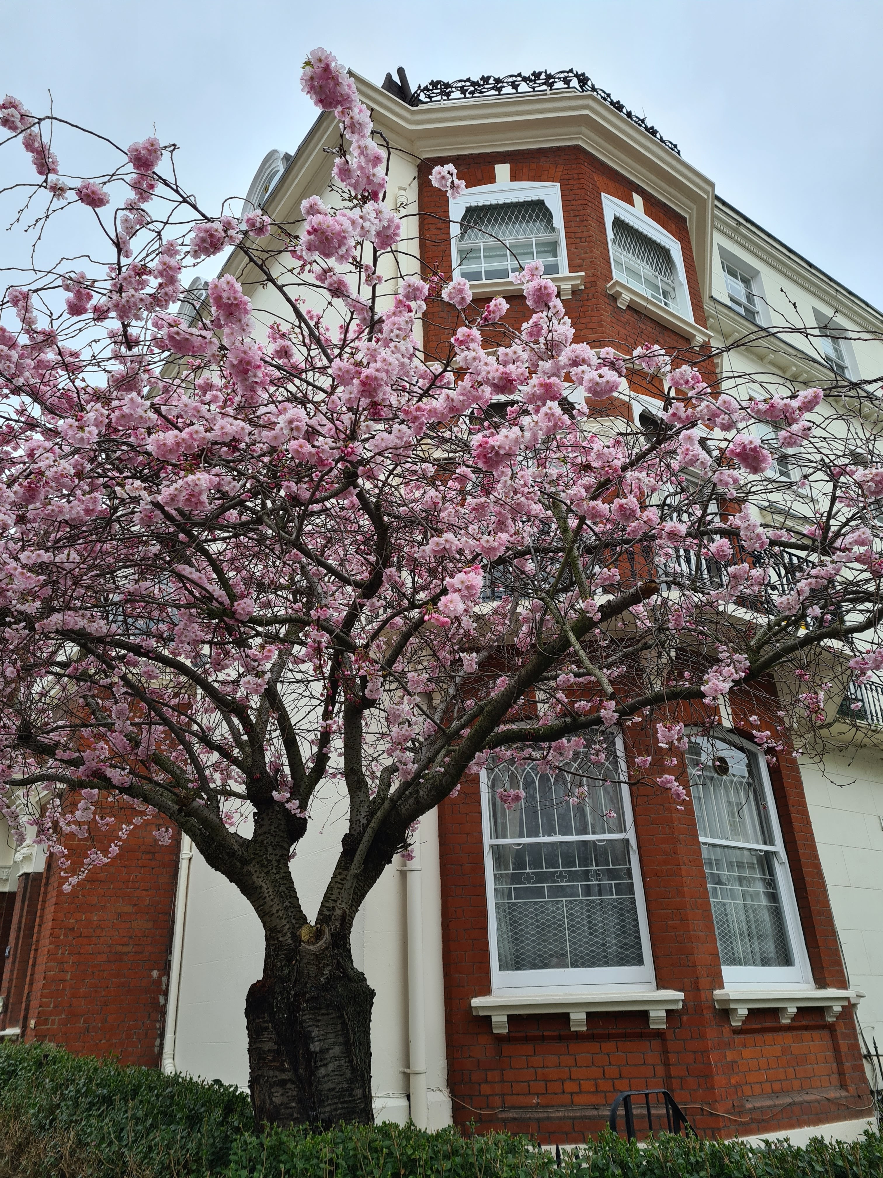 Instagrammable blossom London
