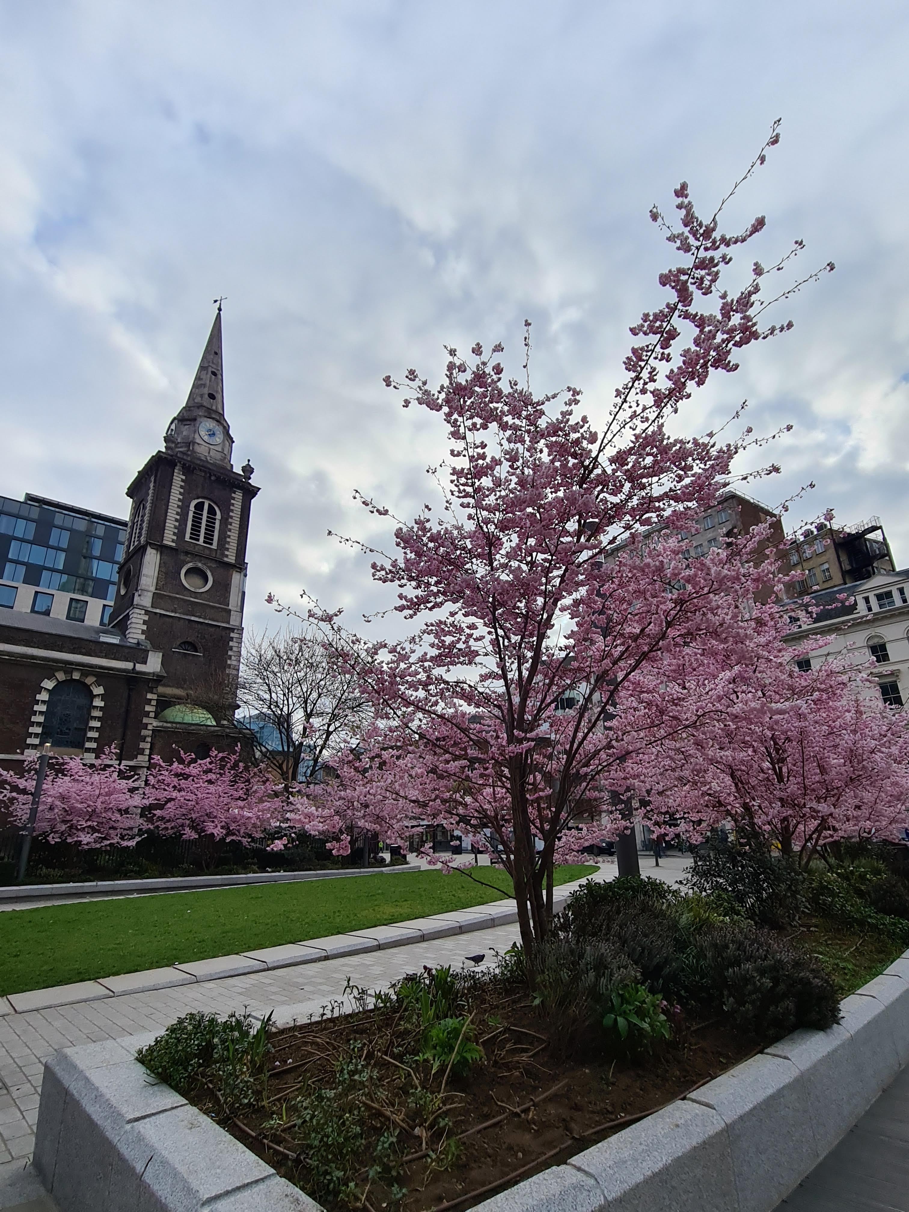 Instagrammable blossom London