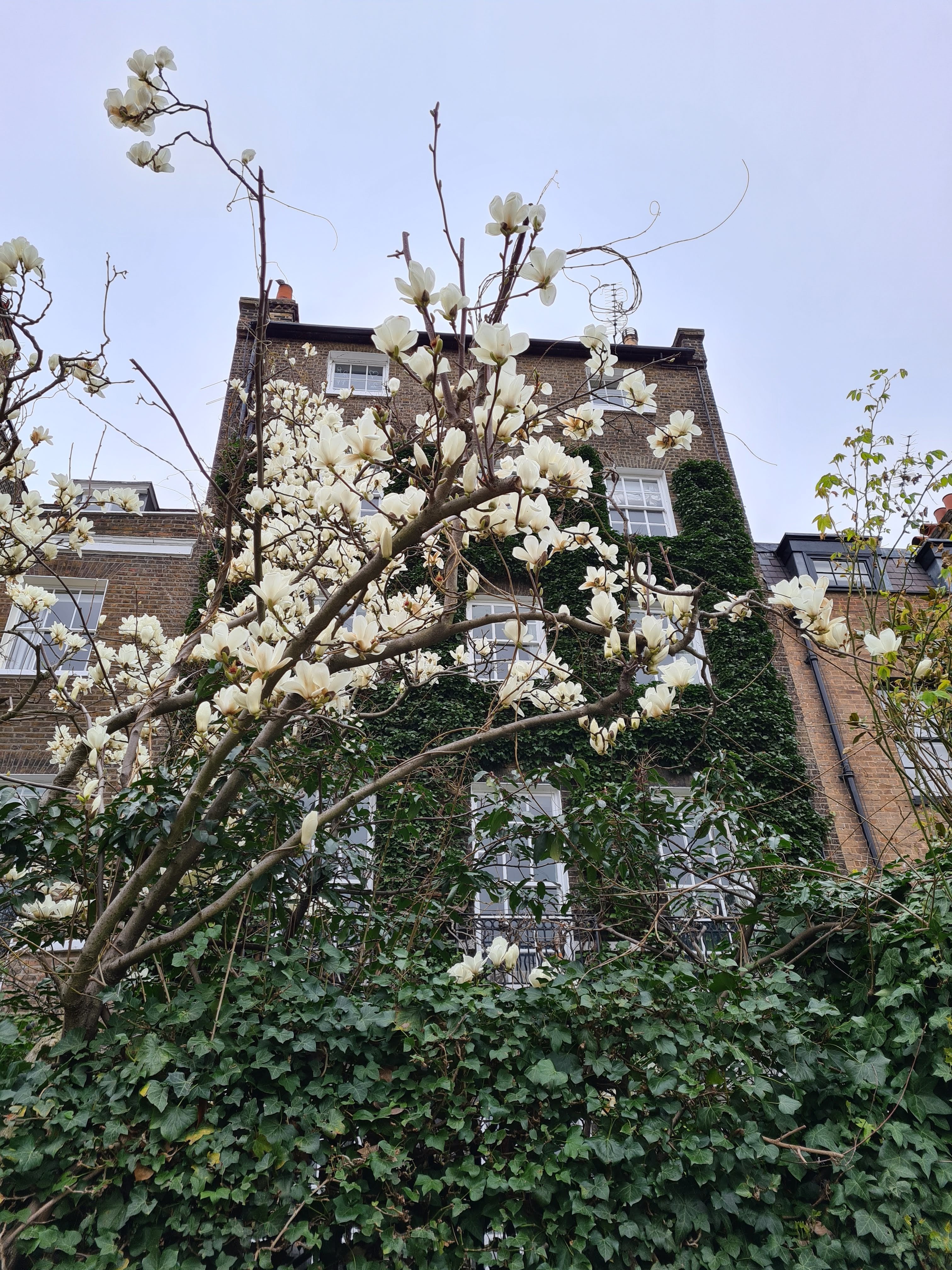 Instagrammable London blossom