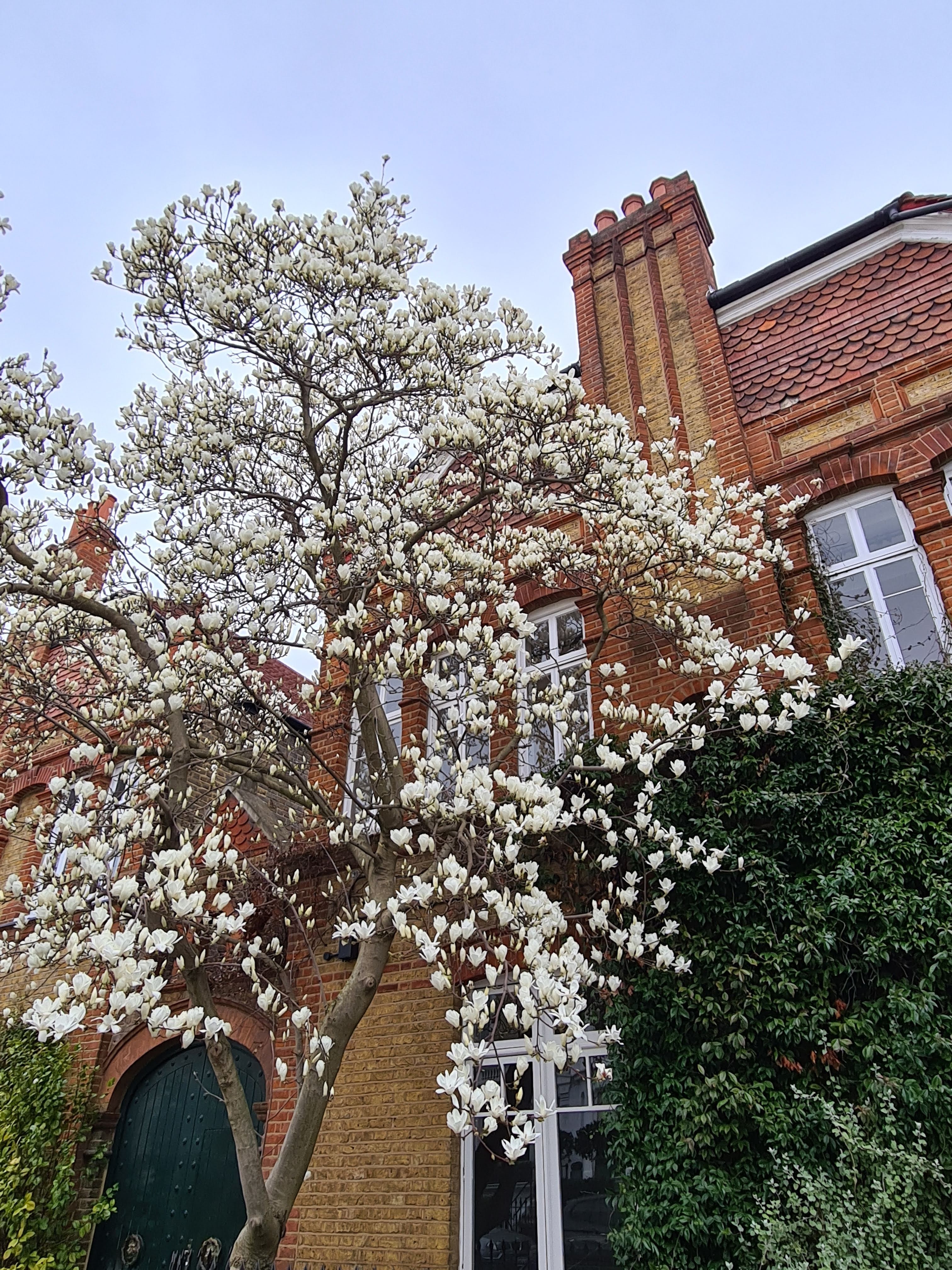 Instagrammable London blossom