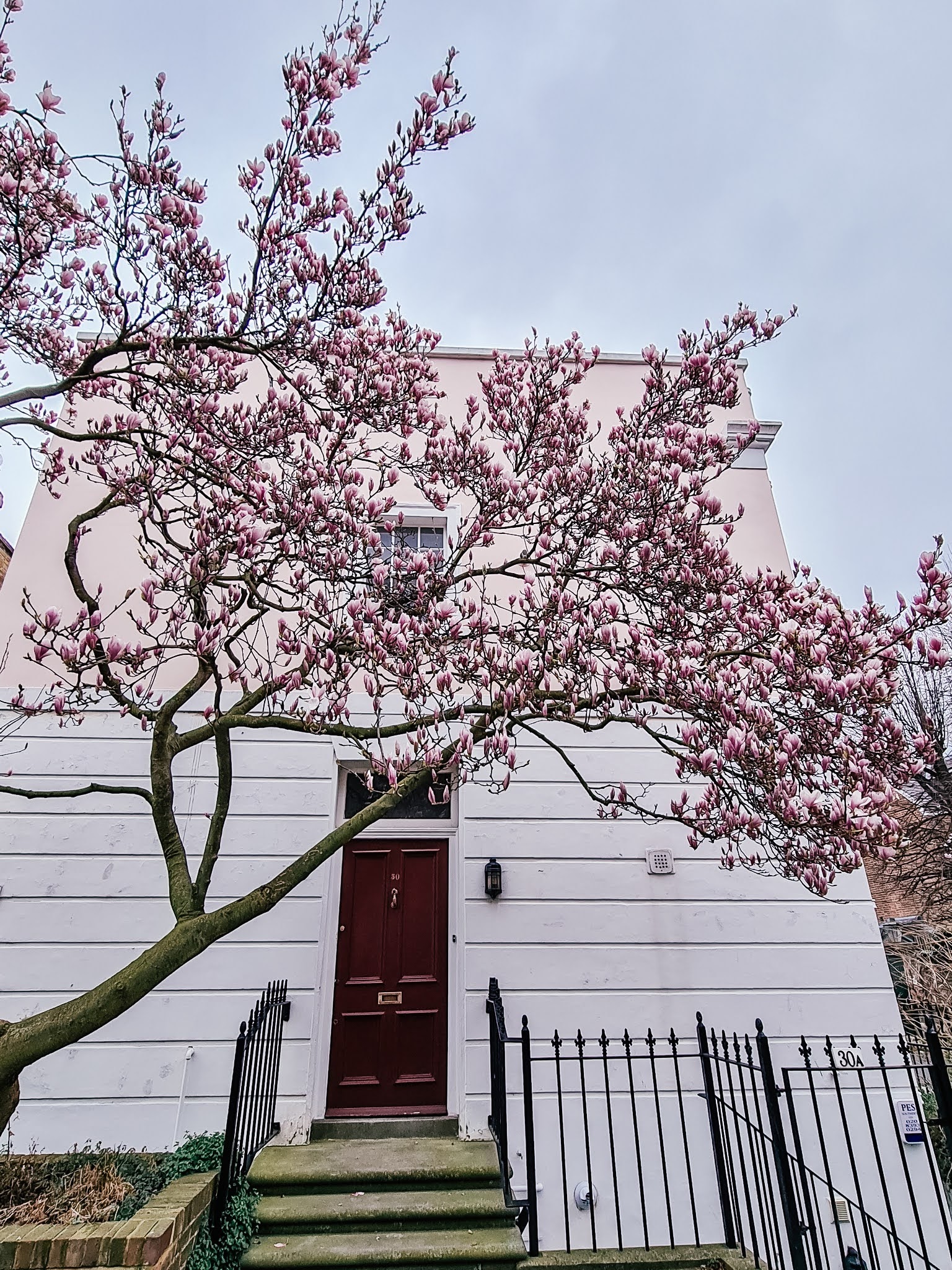 Instagrammable London blossom