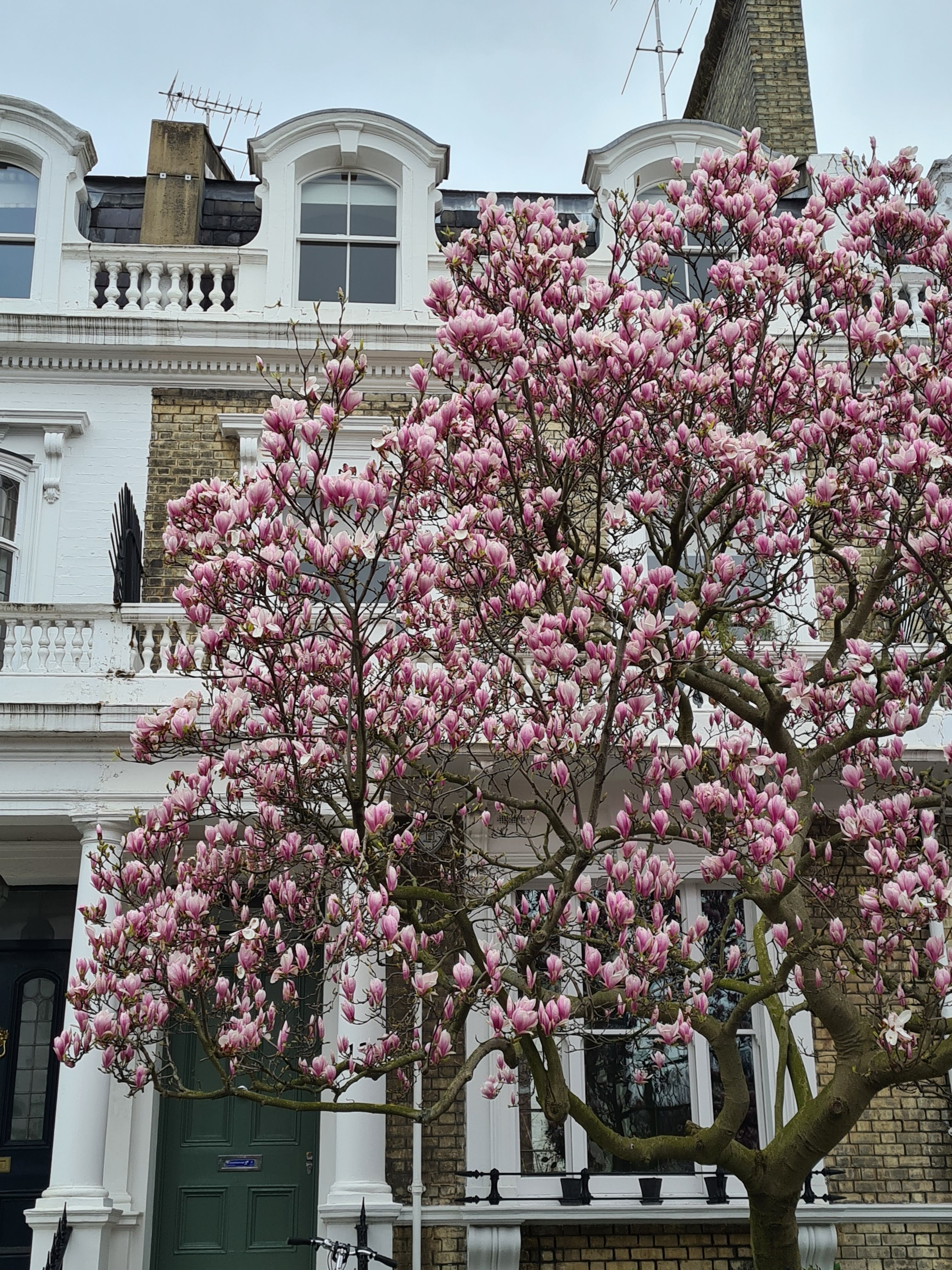 Instagrammable London blossom