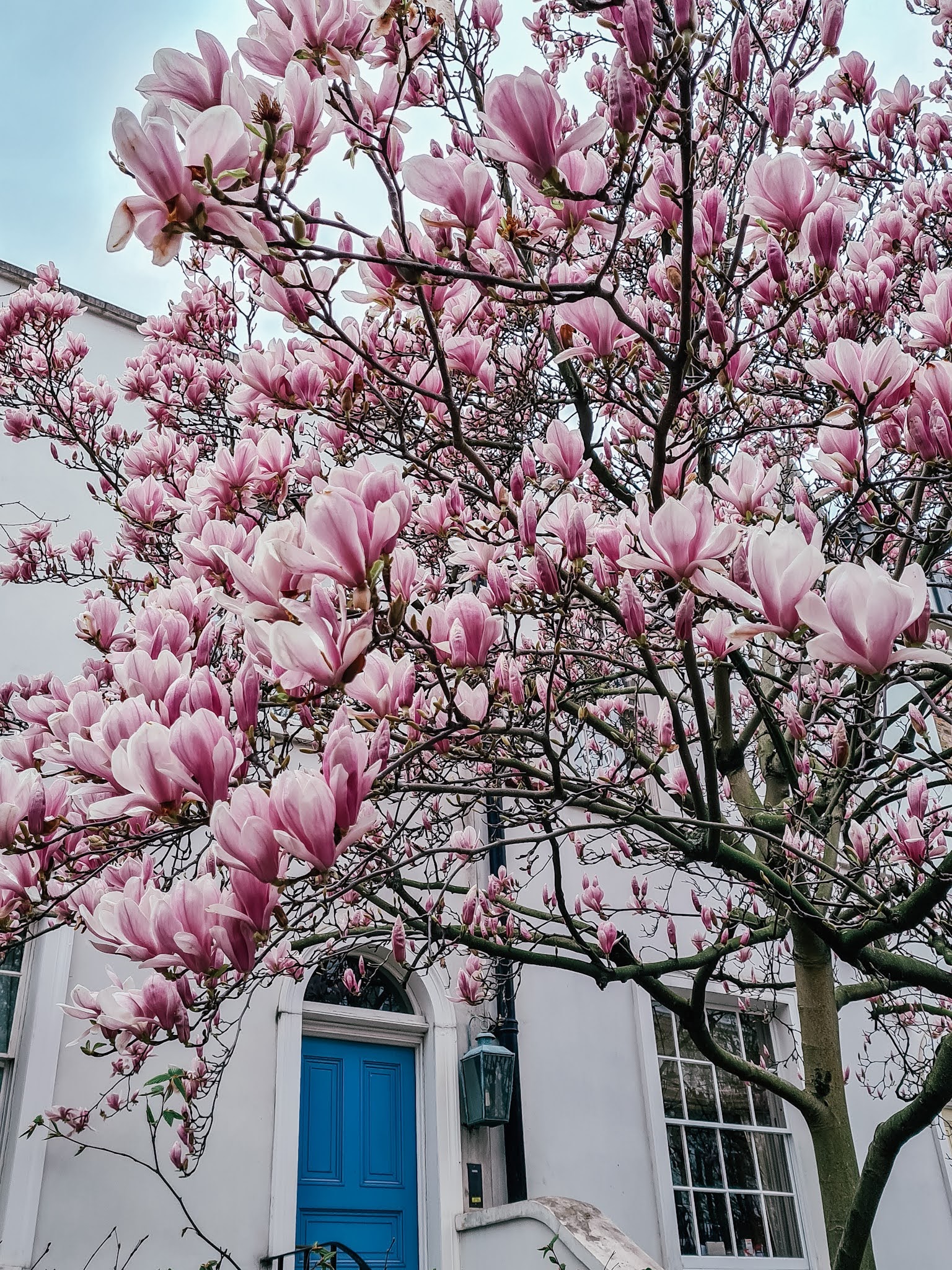 Instagrammable London blossom