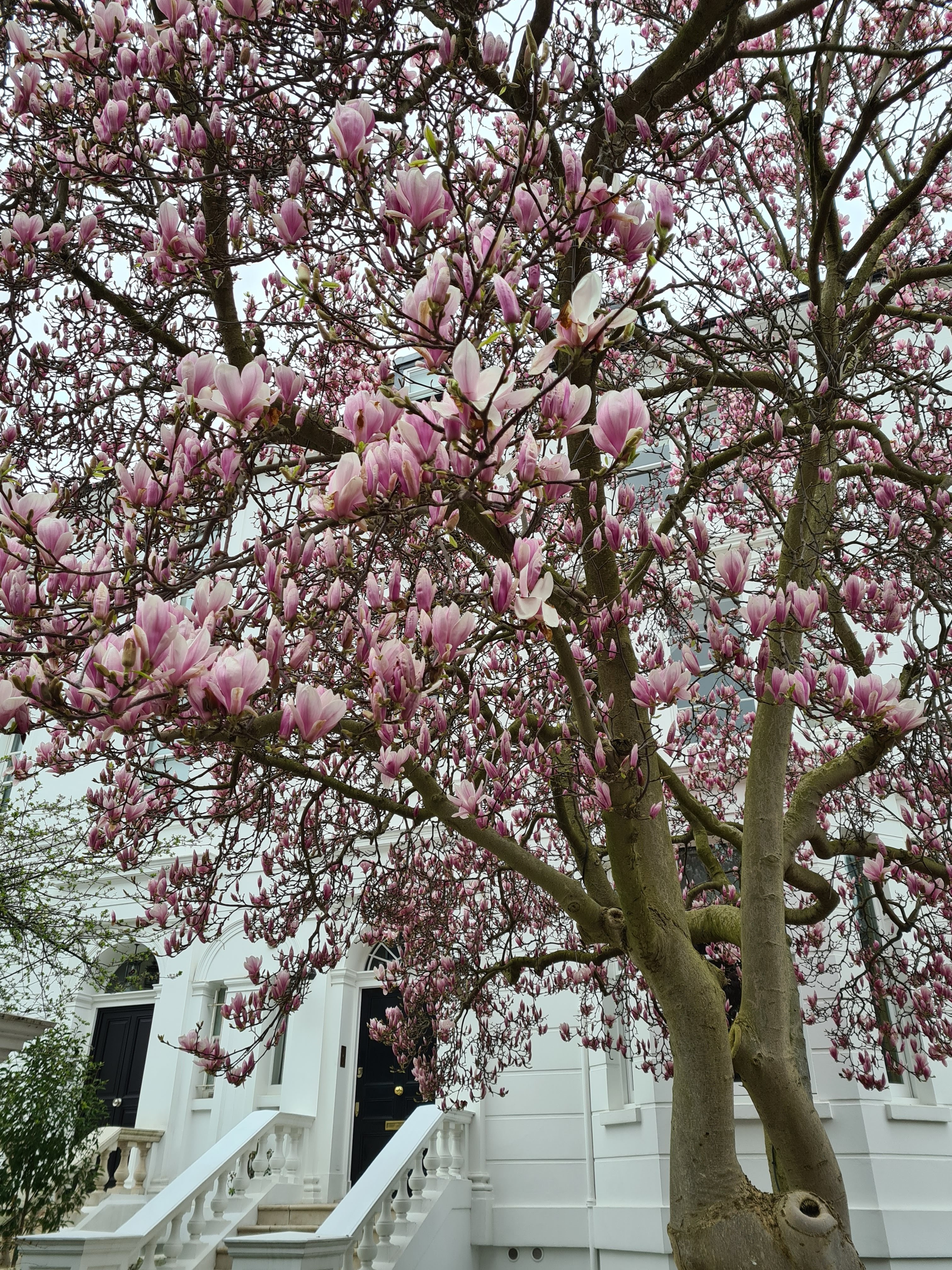 Instagrammable London blossom