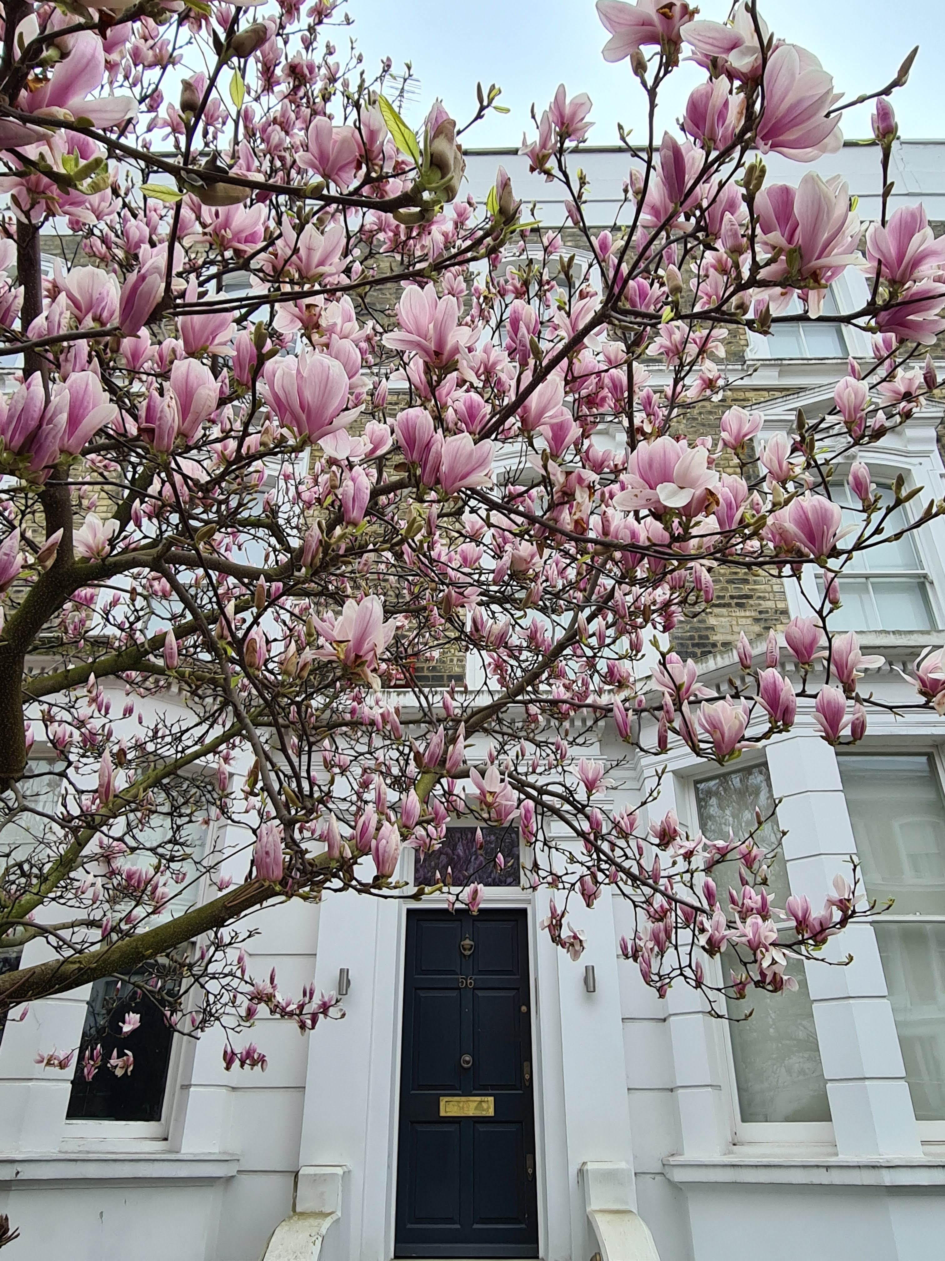 Instagrammable London blossom