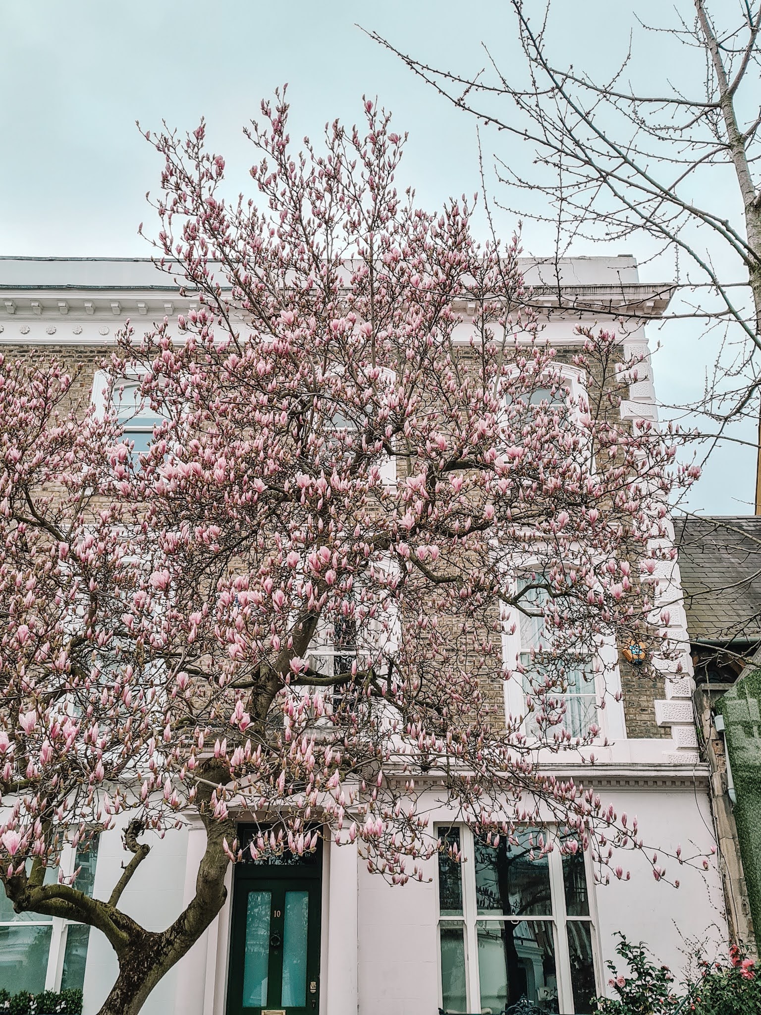 Instagrammable London blossom