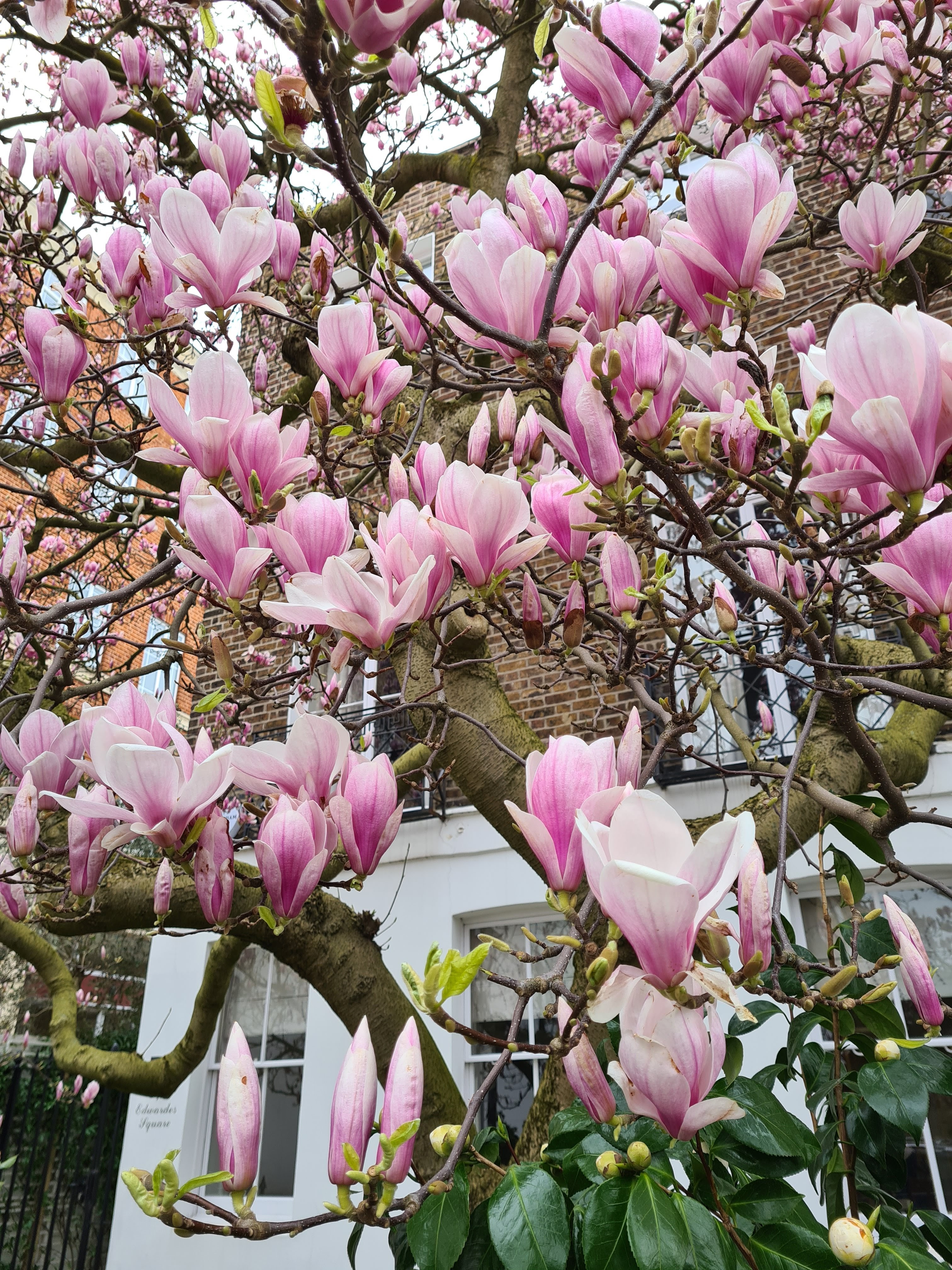 Instagrammable London blossom