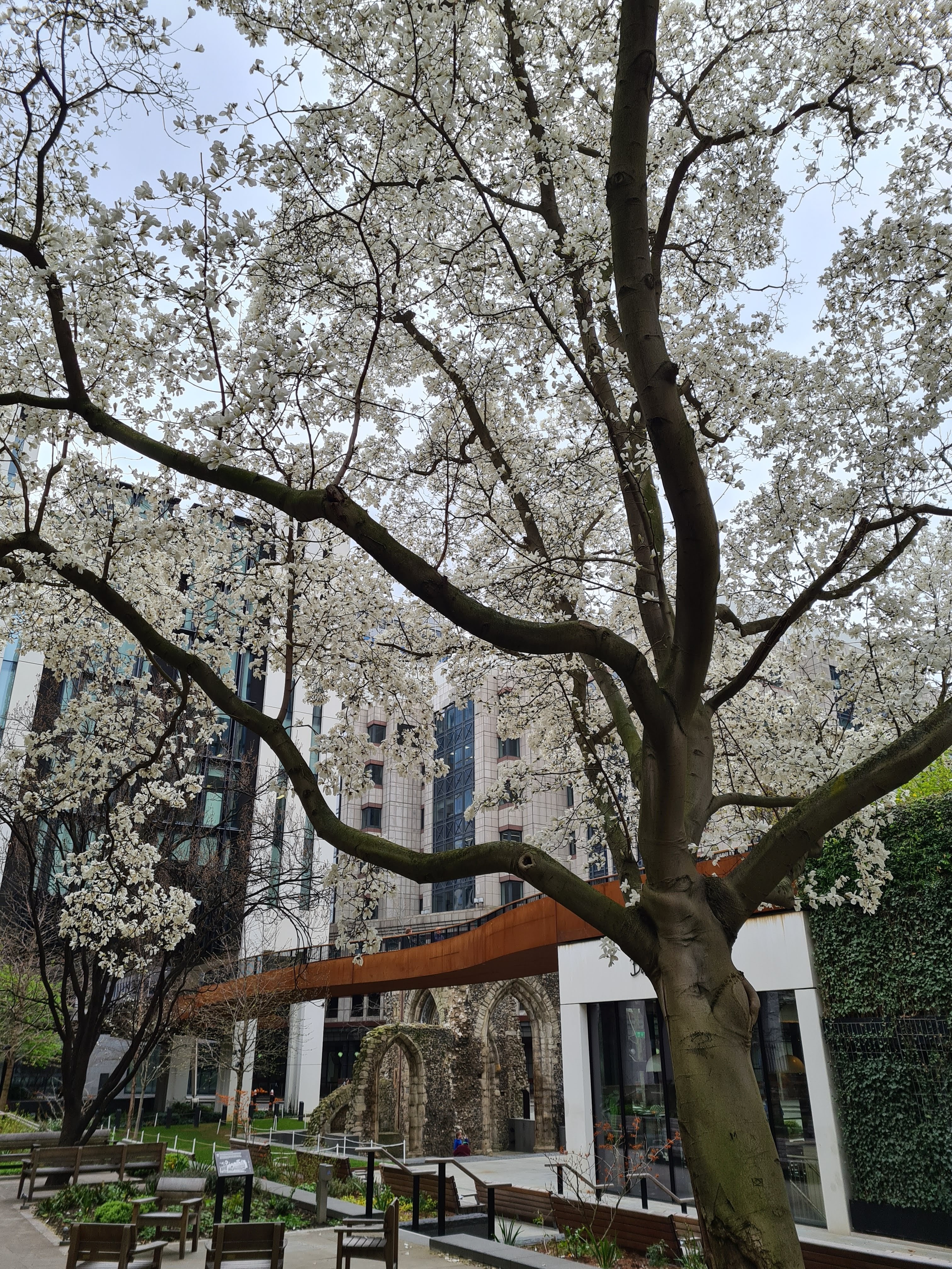 Instagrammable blossom London